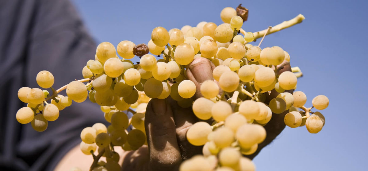 banner-home-grappolo-uva-malvasia