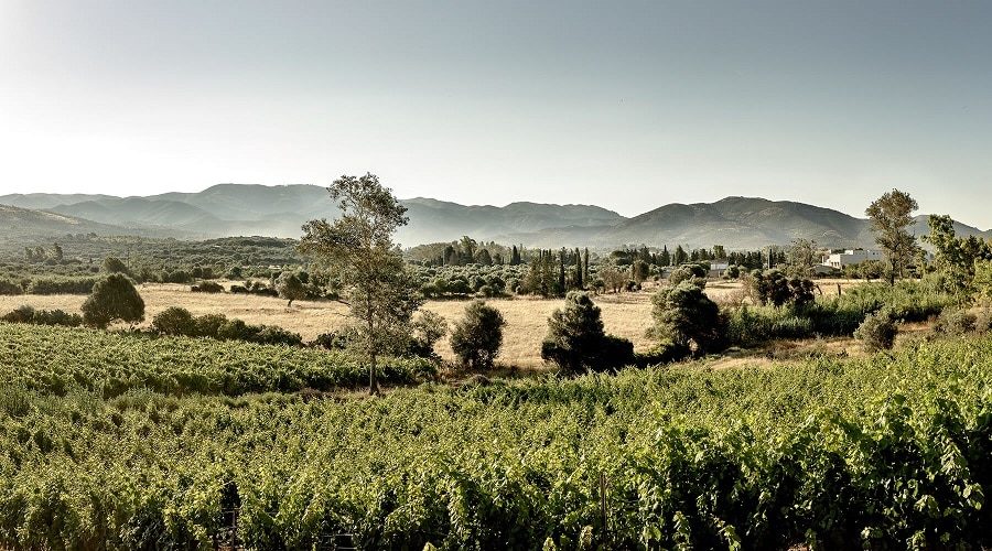 territorio-tenute-Pala