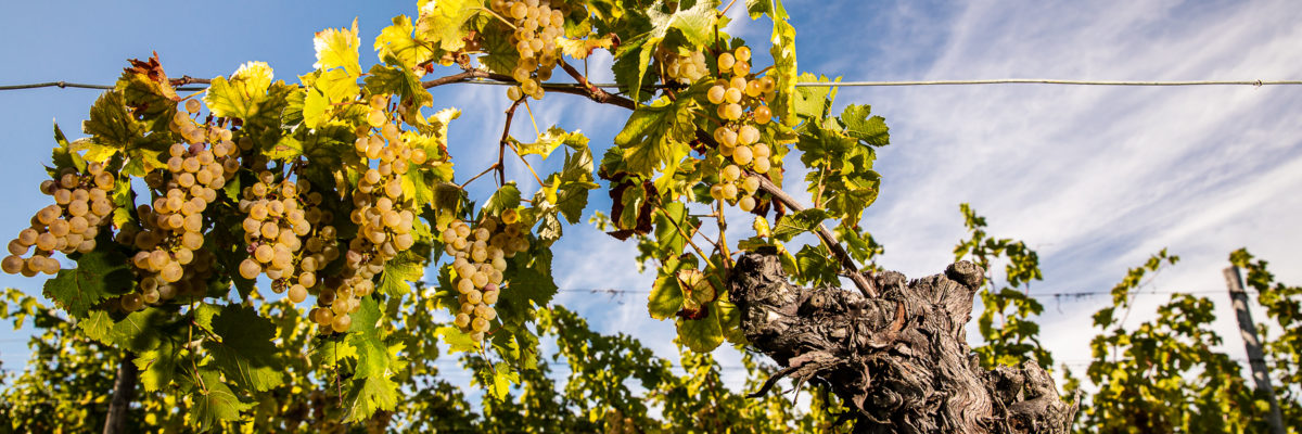 10 Pianta Tocai Friulano del Vigneto Storico 75 anni
