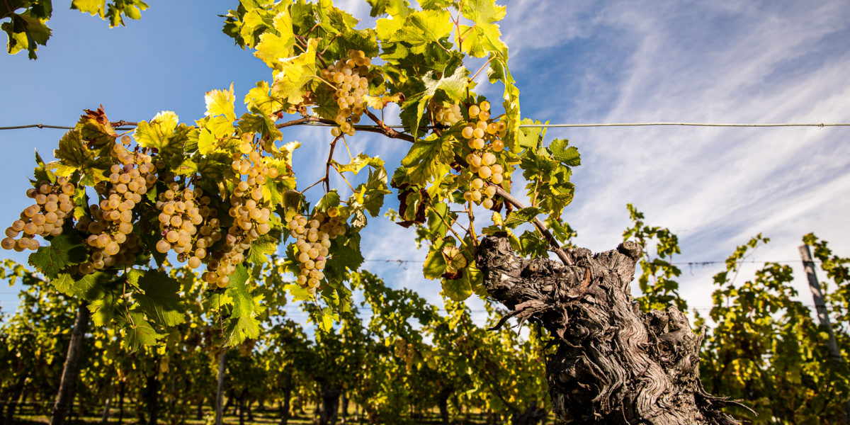 10 Pianta Tocai Friulano del Vigneto Storico 75 anni