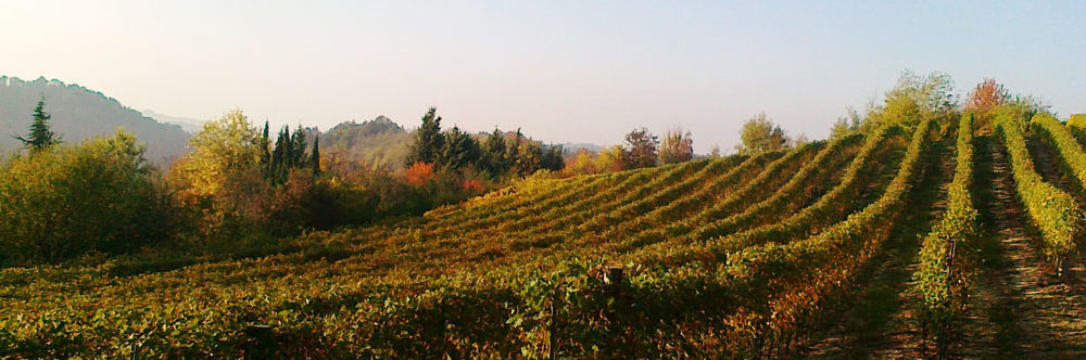 stamiano-filari-freisa-2