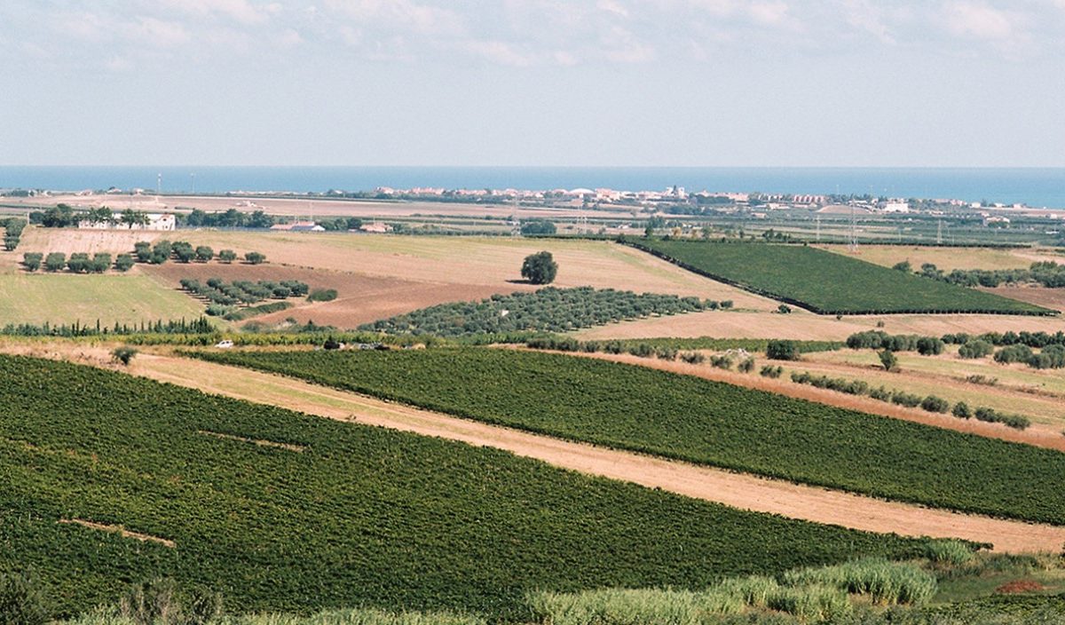 Di Maio Norante vigne